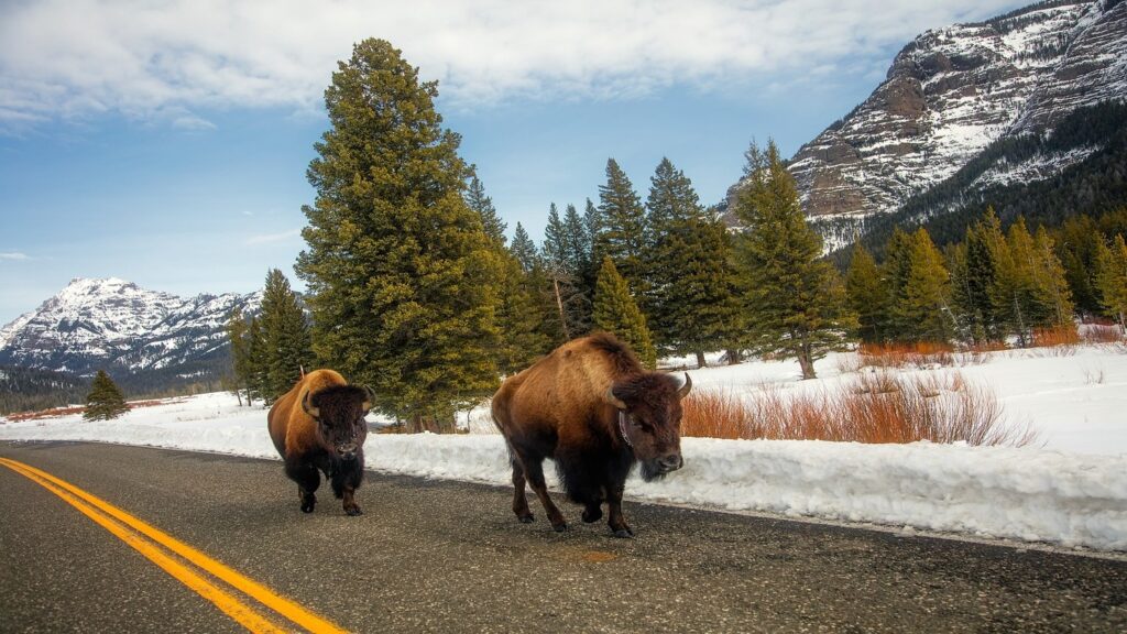 Image of bison walking on the road at Yellowstone National Park