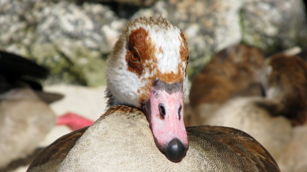 fat goose