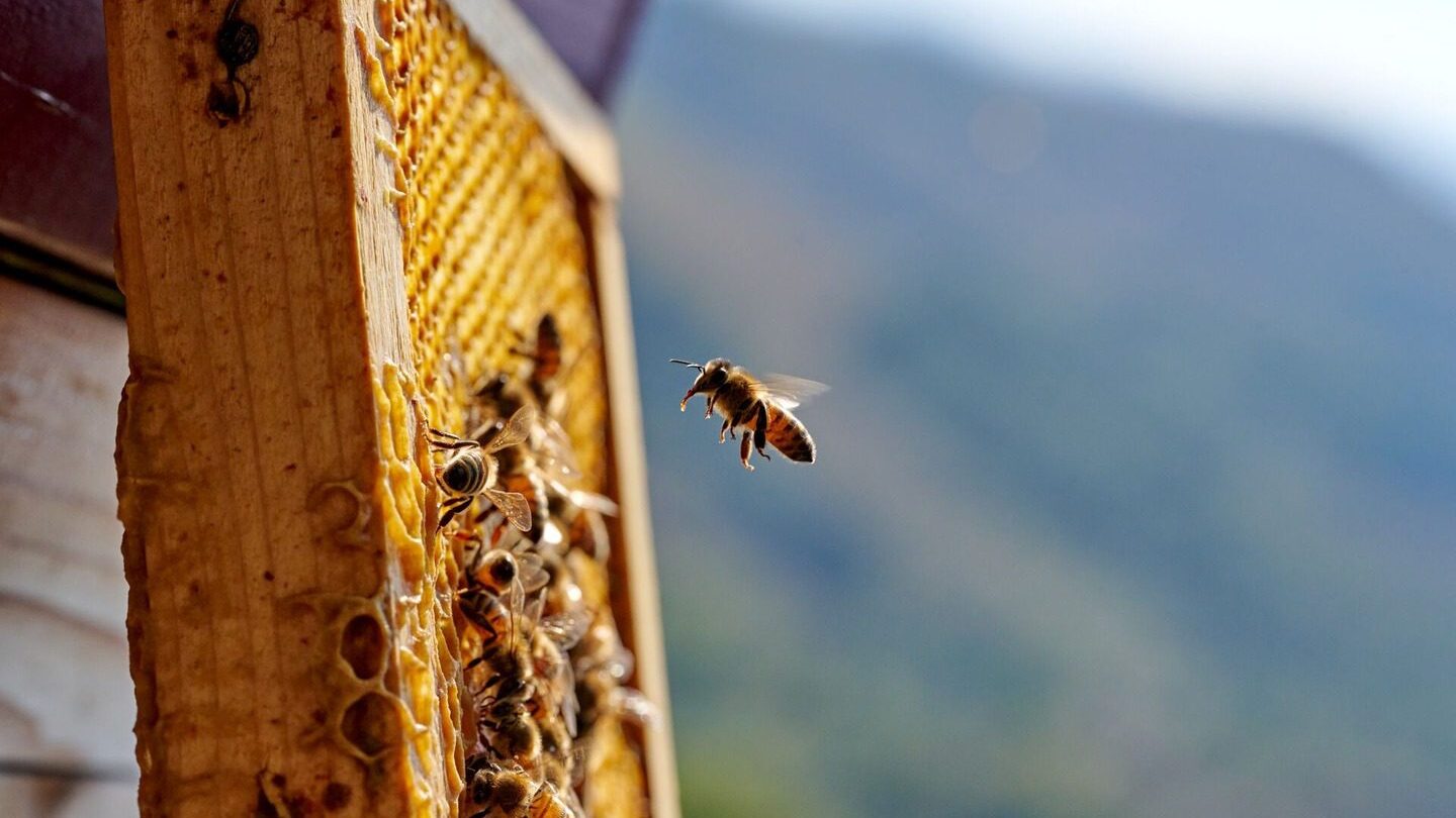 bees alighting on a honeycomb 