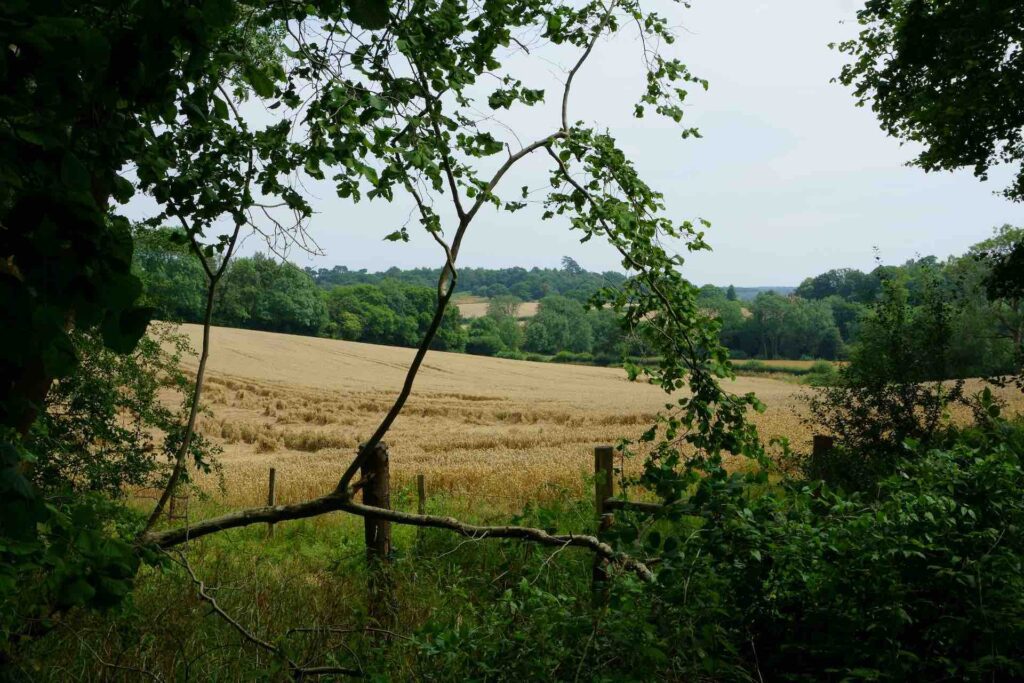 The north downs, pilgrims way, England