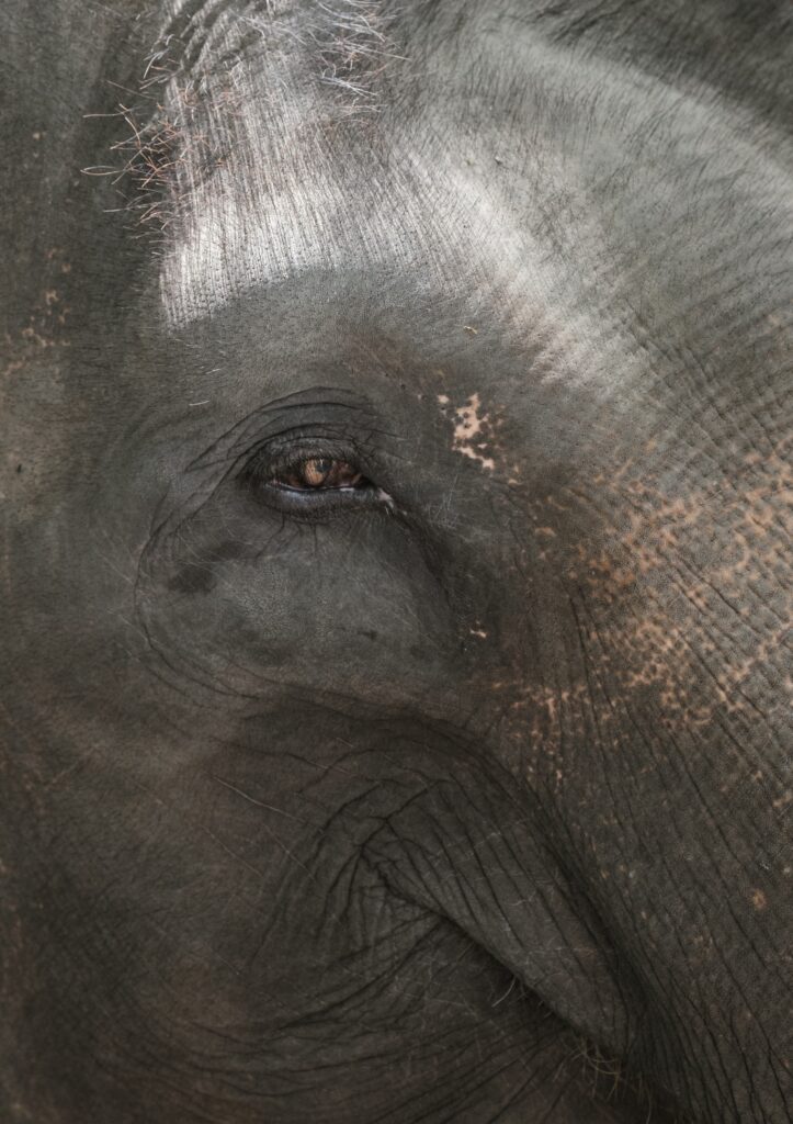 Close-up of an elephant's eye