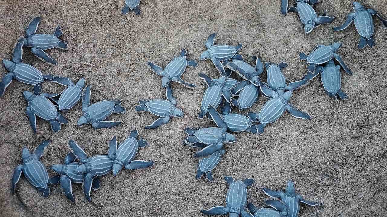 Birdseye view of baby turtles in Cyprus, one of the best beach destinations in Europe