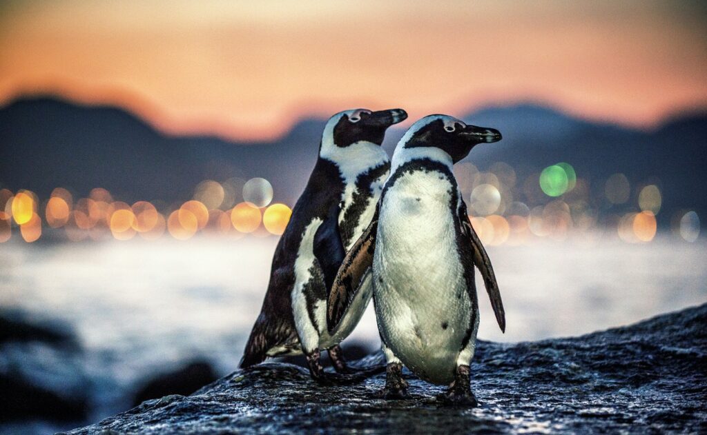 penguins on Boulders Beach South Africa