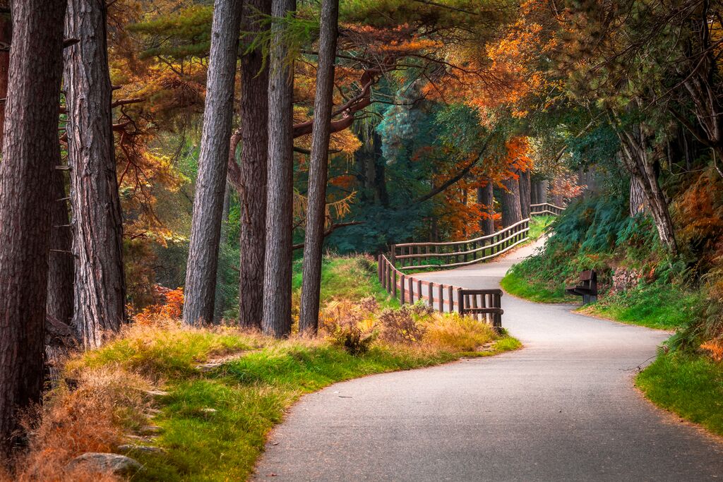 An autumnal shot of a winding road in Wicklow's forested area