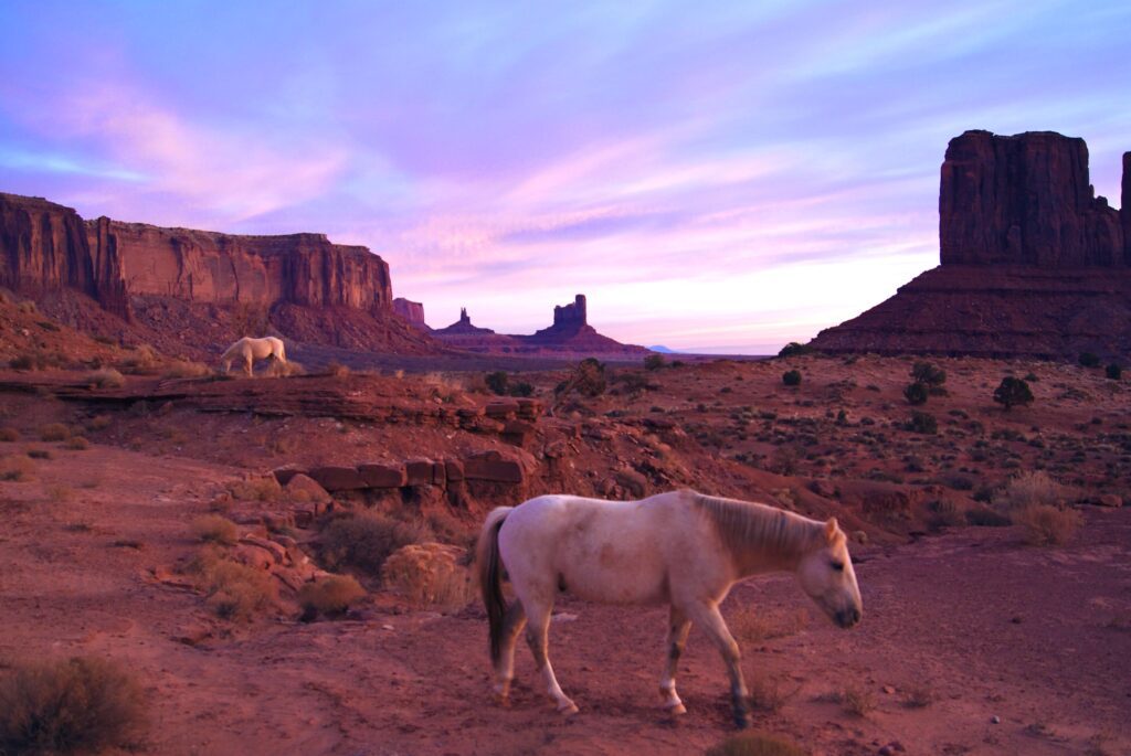 Alex's photo of mustang horses in Monument Valley at sunrise