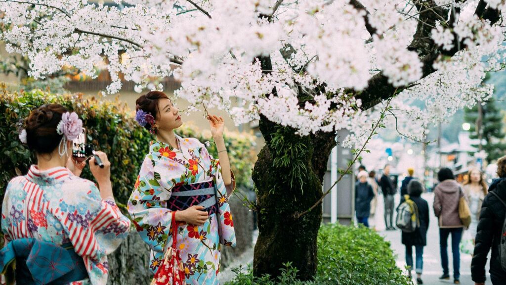 The best time to visit Japan is during the cherry blossom sakura celebrations