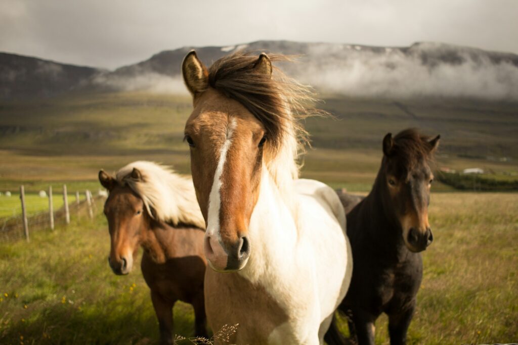 Icelandic horses looking into the camera with hilly landscape in the background