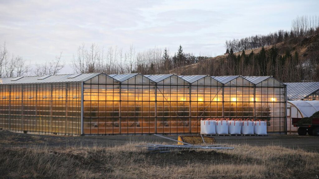 One of the most fun facts about Iceland is how they use renewable energy to make food in greenhouses