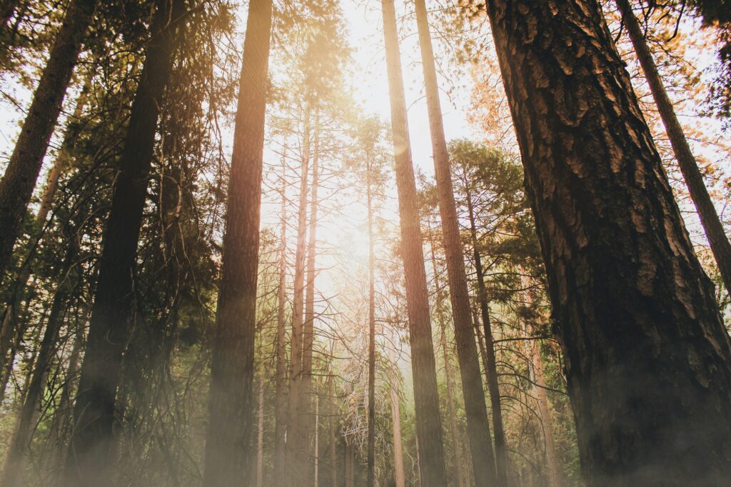 view of sunlight through forest