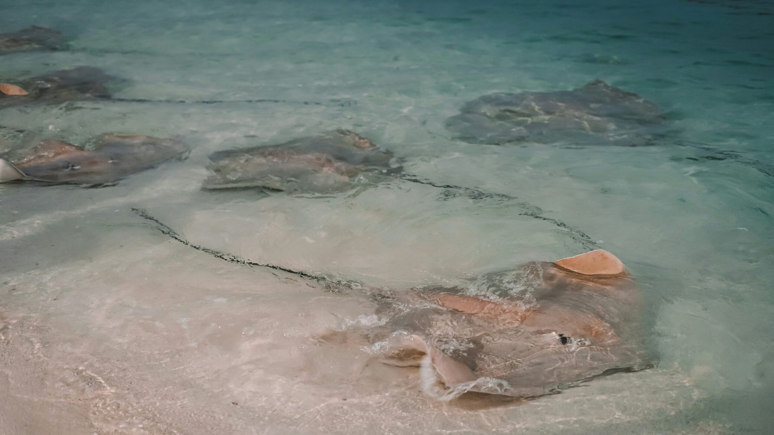manta ray in hawaii