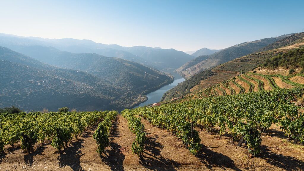 Vineyard rows overlooking a winding river in a valley with sunlit hills in the background, illustrating why travel to Portugal is so appealing.
