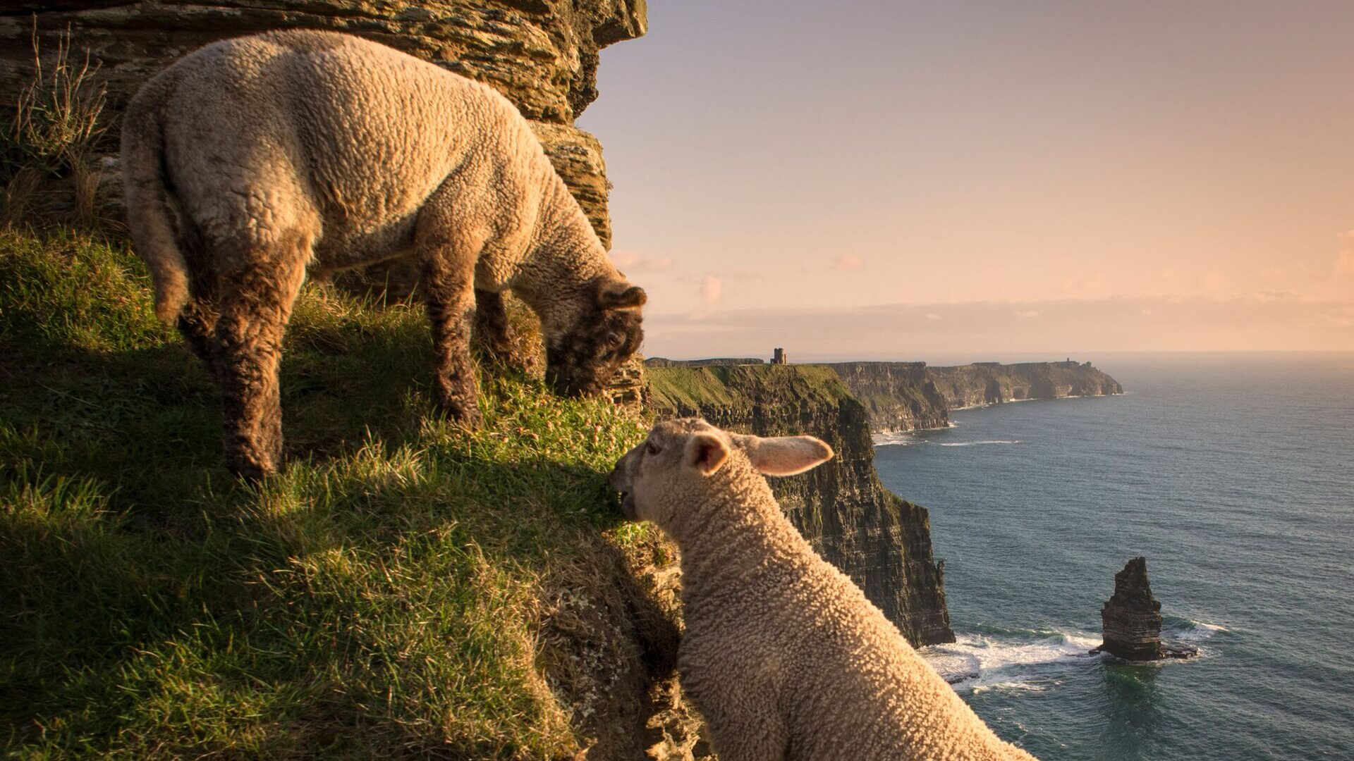 Sheep climbing the landscape with the Cliffs of Moher in the background