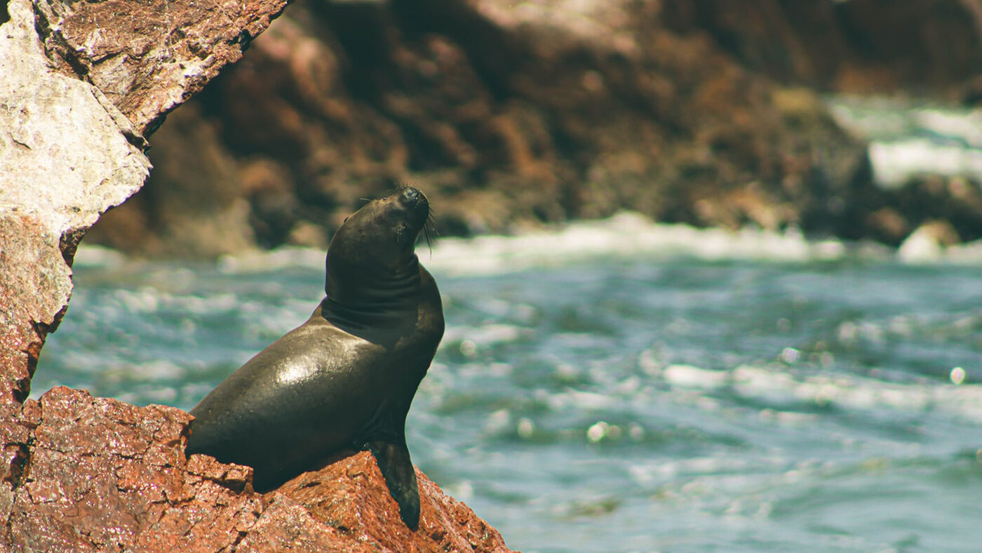 Paracas, Peru